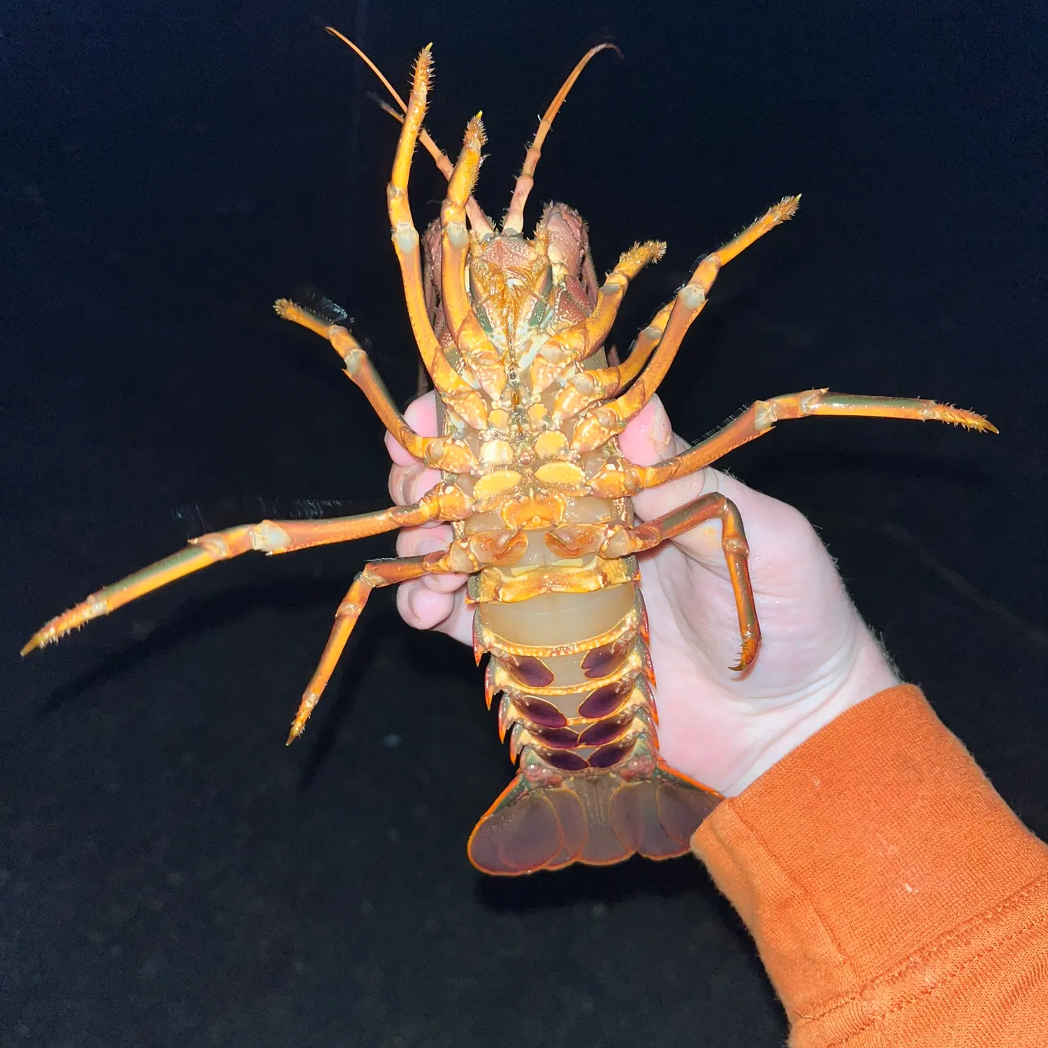 The most recent California spiny lobster catches on Fishbrain
