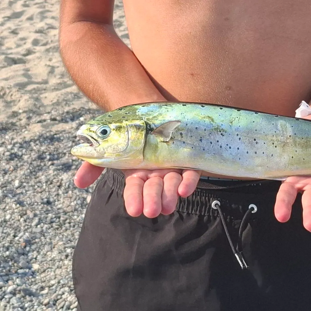 Common dolphinfish caught on Fishbrain