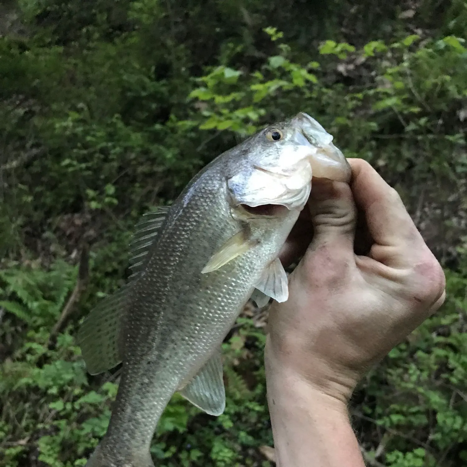 Fish caught on Fishbrain
