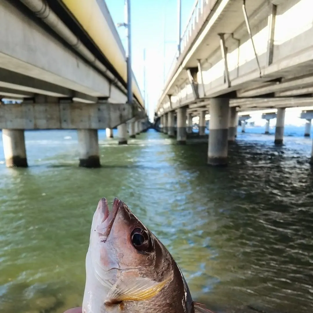 The most recent Moses perch catches on Fishbrain