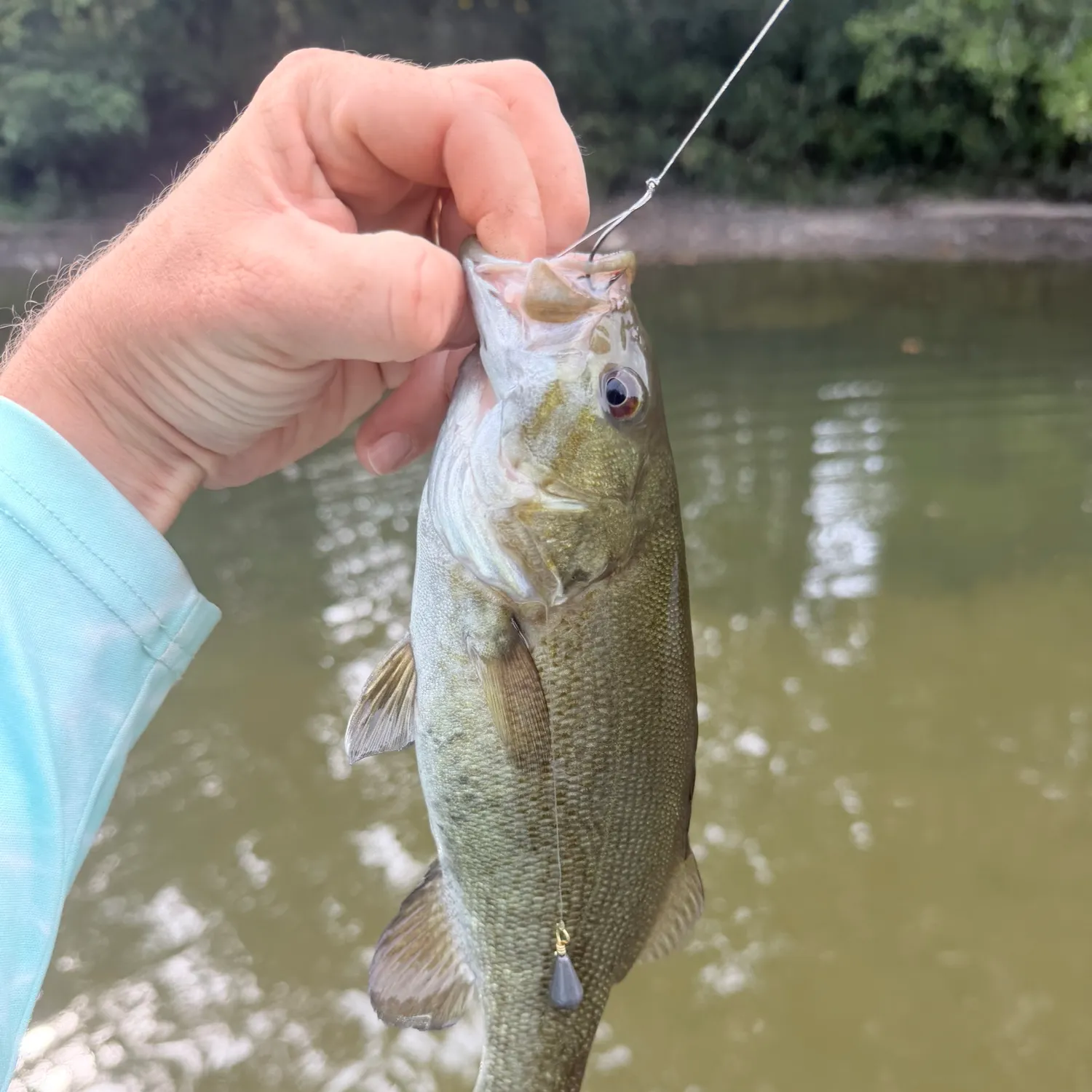 Smallmouth bass caught on Fishbrain