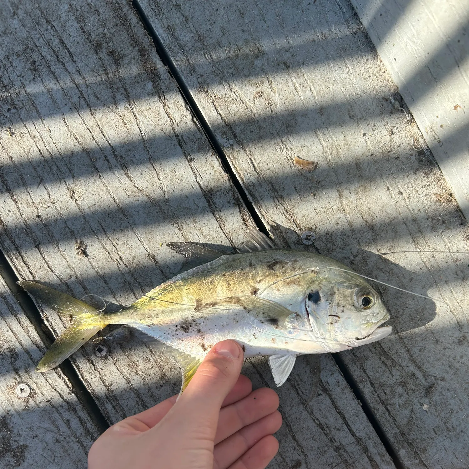 The most recent Crevalle jack catches on Fishbrain