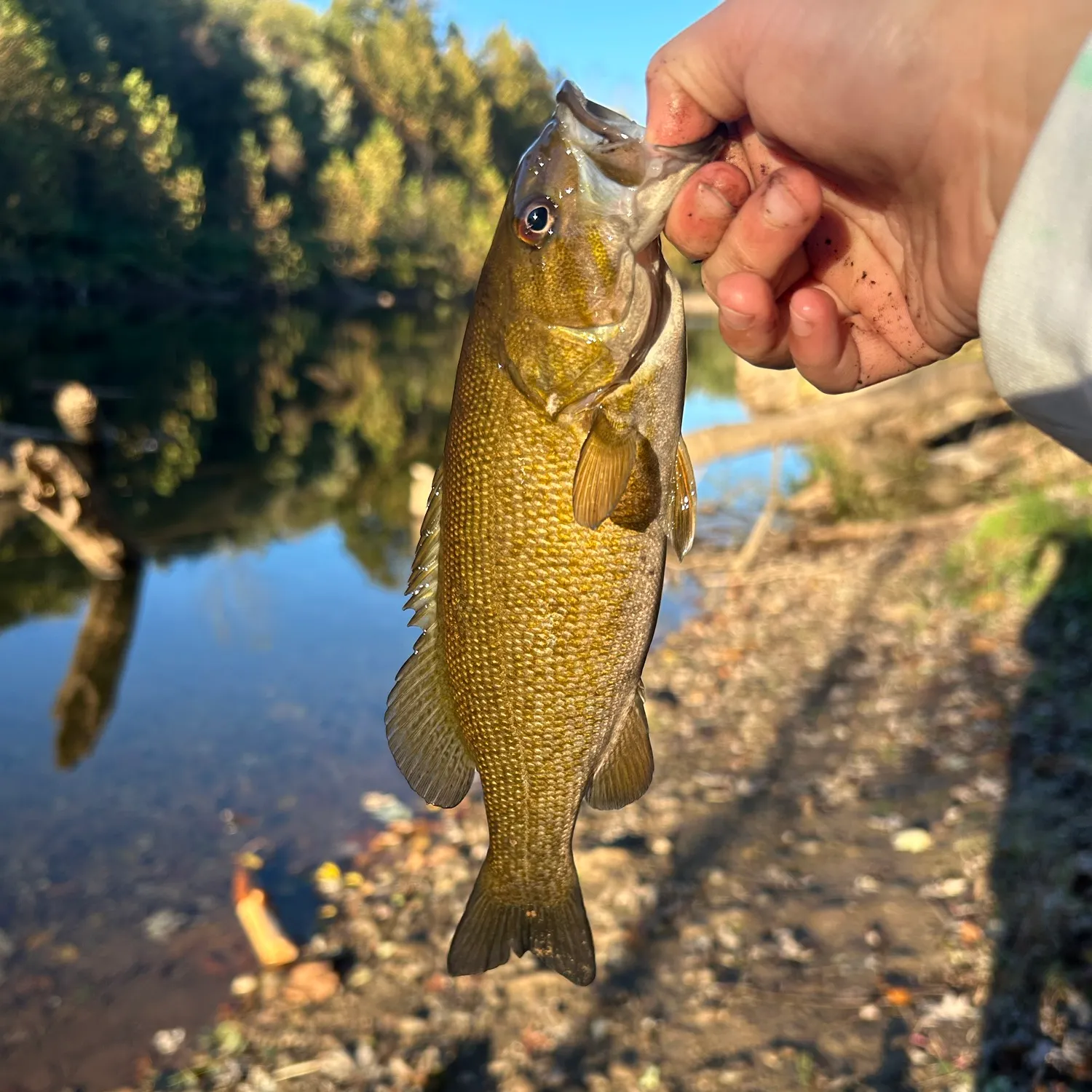 Smallmouth bass caught on Fishbrain