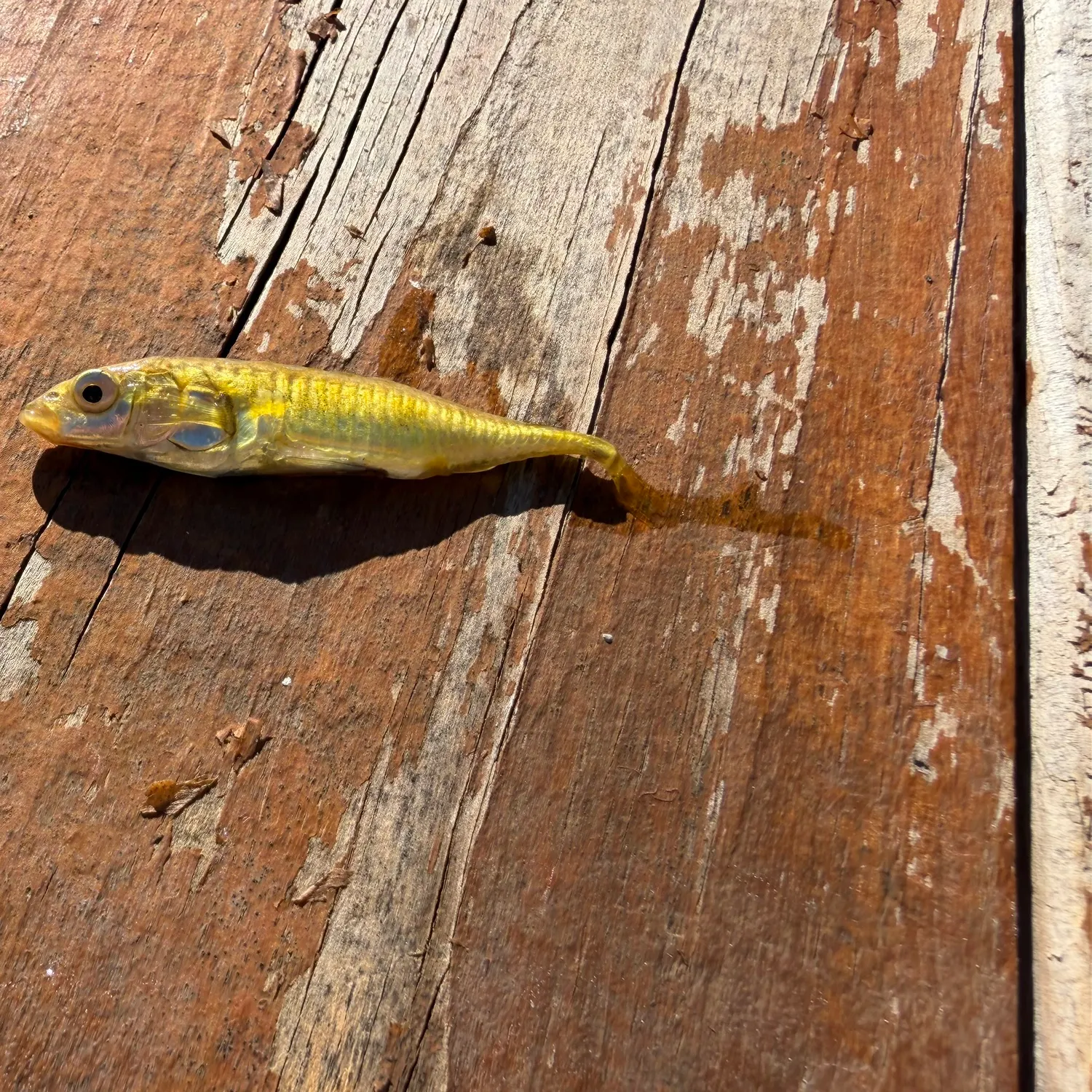The most recent Ninespine stickleback catches on Fishbrain