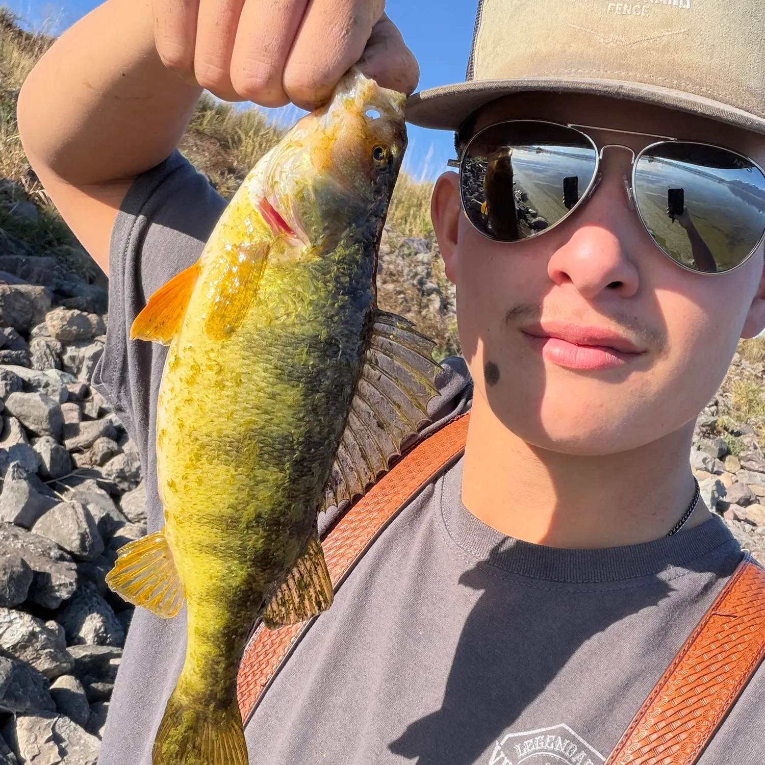 Yellow perch caught on Fishbrain