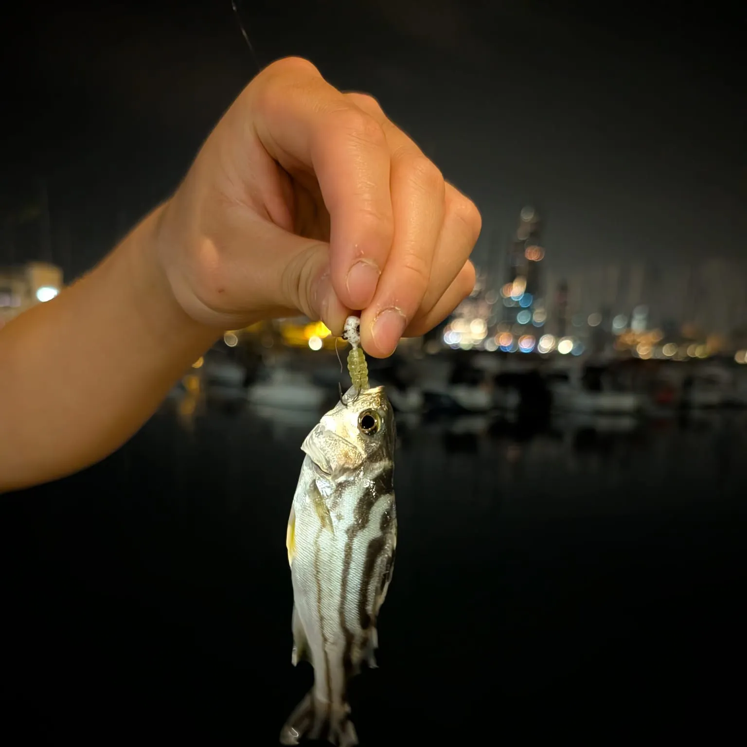 The most recent Jarbua terapon catches on Fishbrain