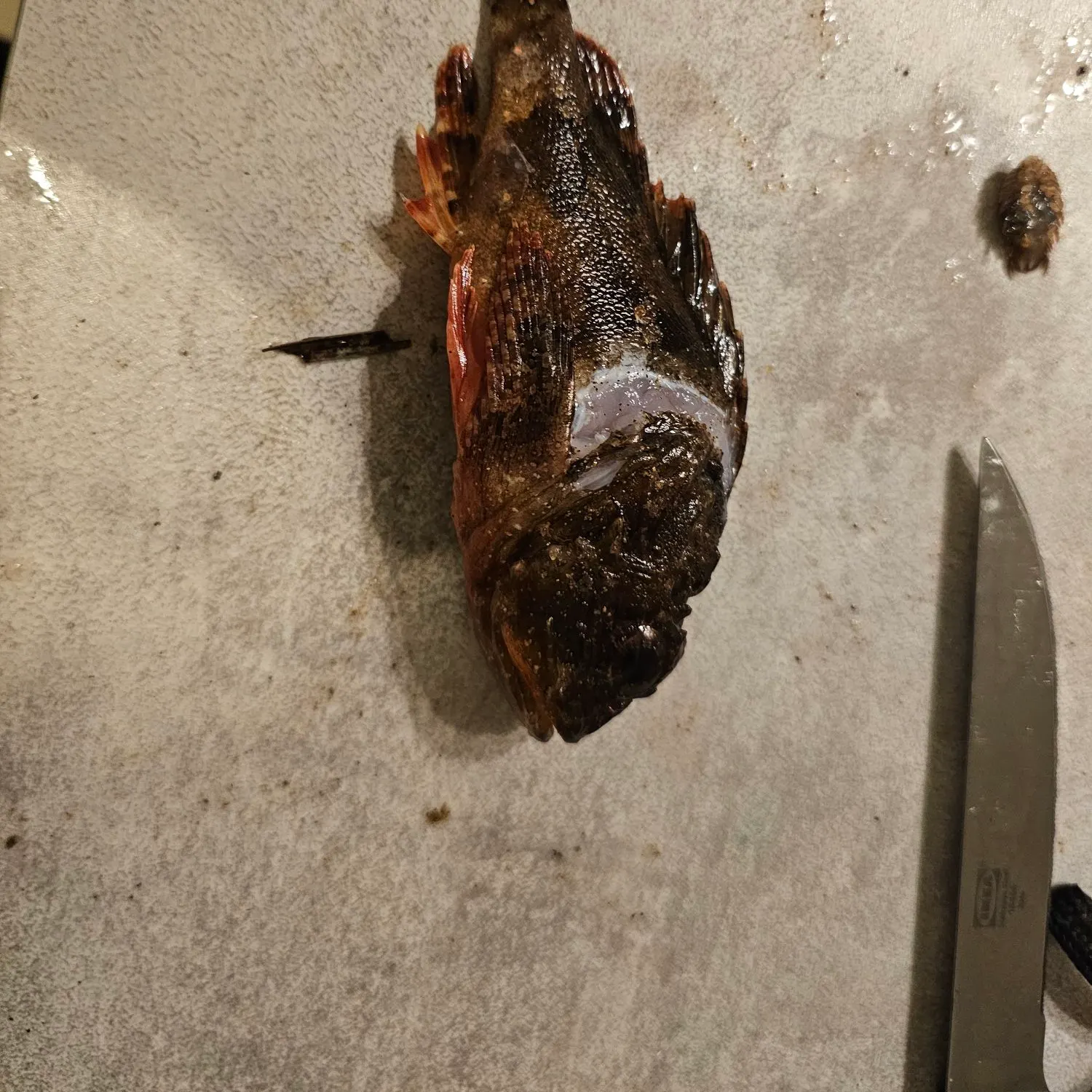 The most recent Pacific spotted scorpionfish catches on Fishbrain