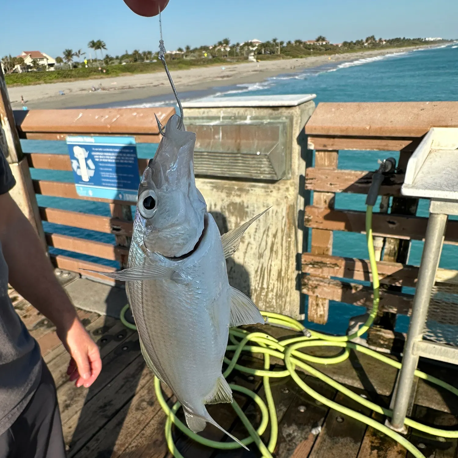 The most recent Mooneye catches on Fishbrain