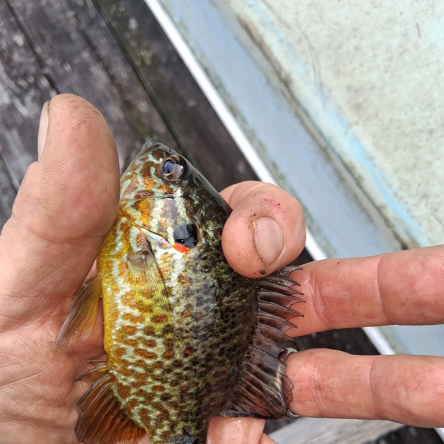 Pumpkinseed caught on Fishbrain
