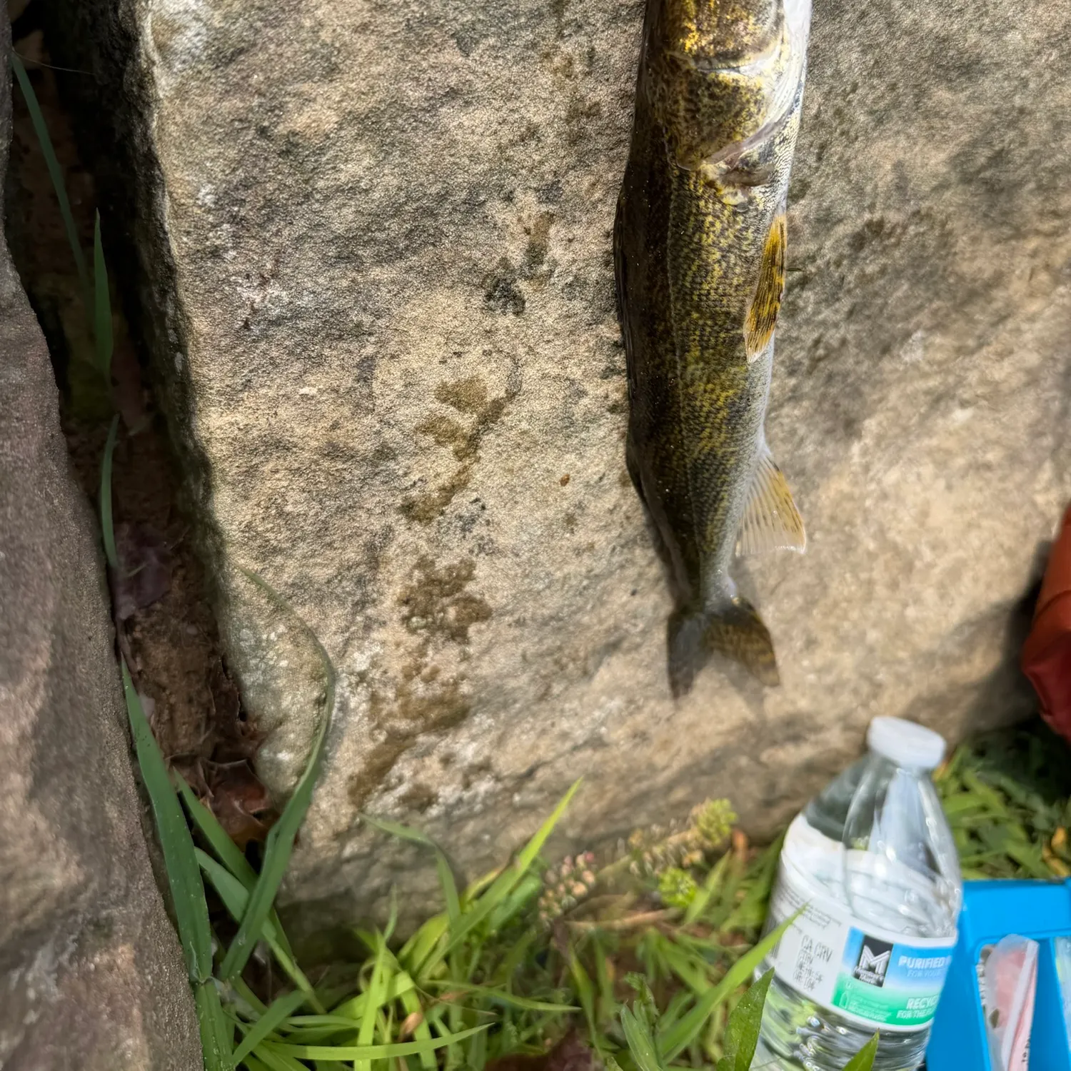 The most recent Saugeye catches on Fishbrain