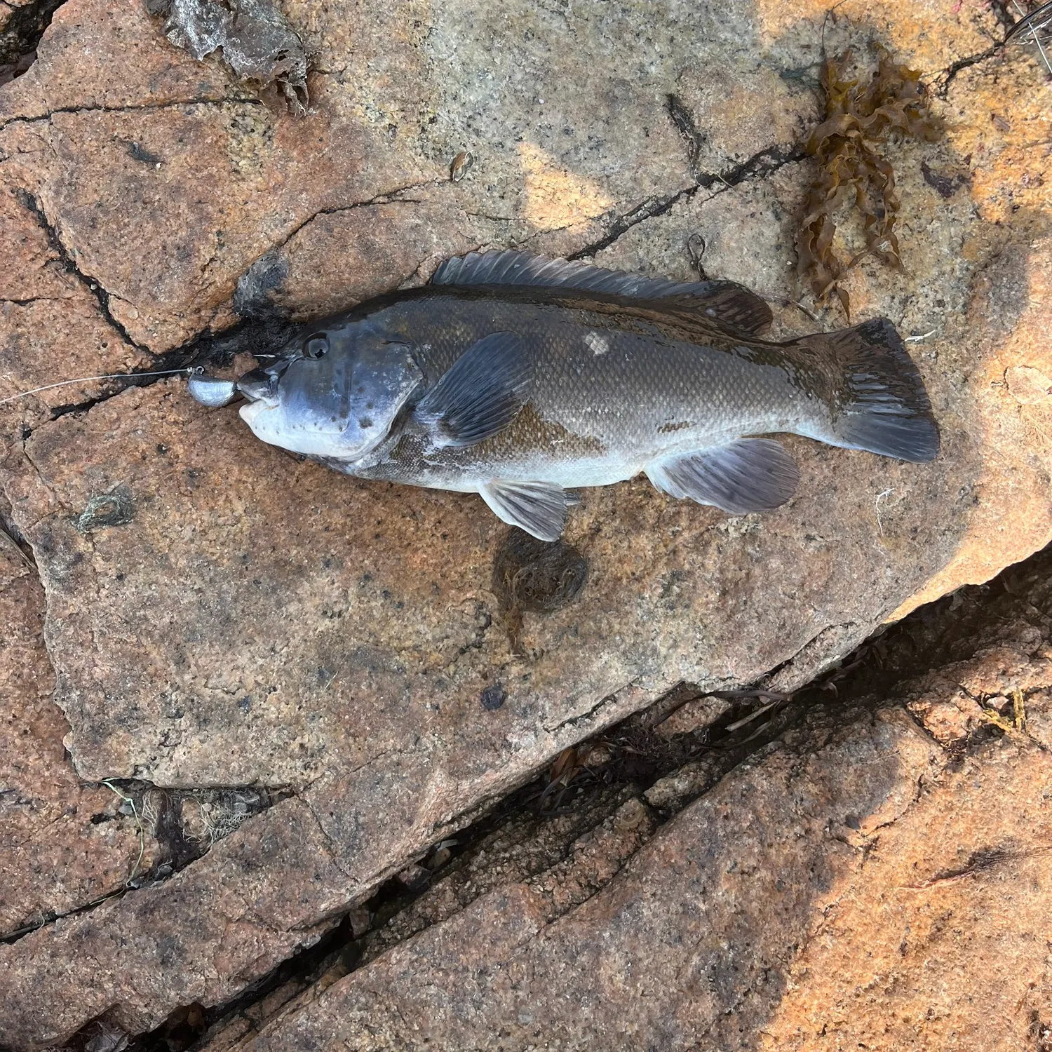 The most recent Tautog catches on Fishbrain