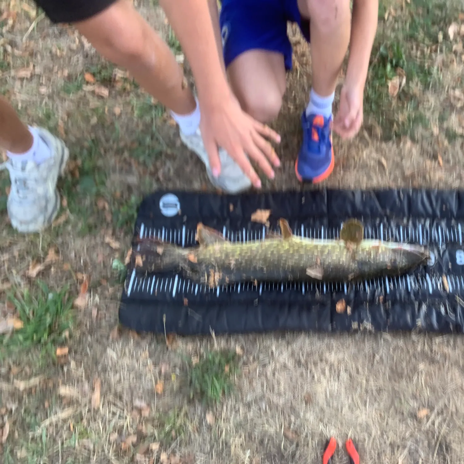 Northern pike caught on Fishbrain