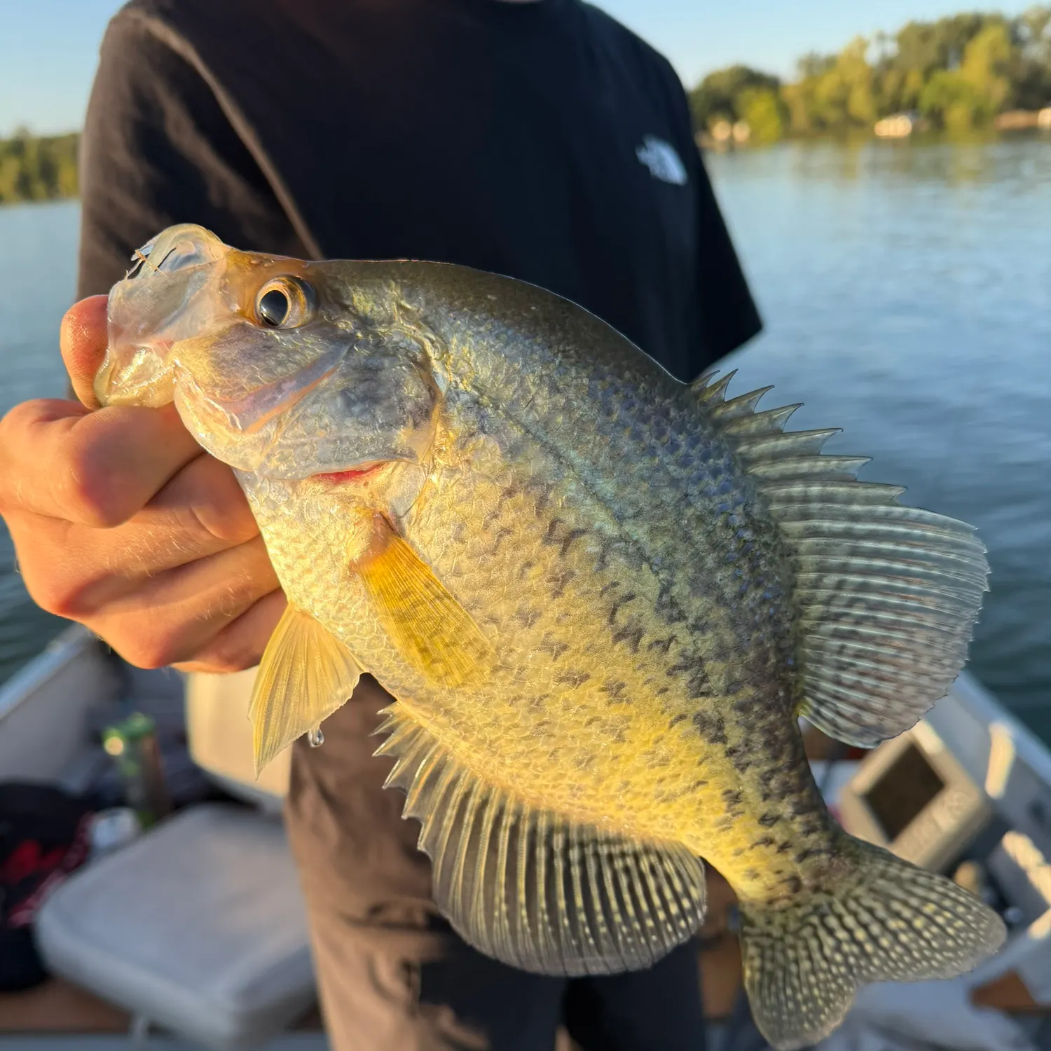 Black crappie caught on Fishbrain