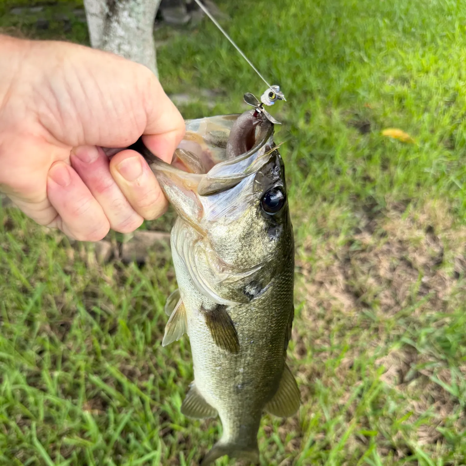 Florida bass caught on Fishbrain