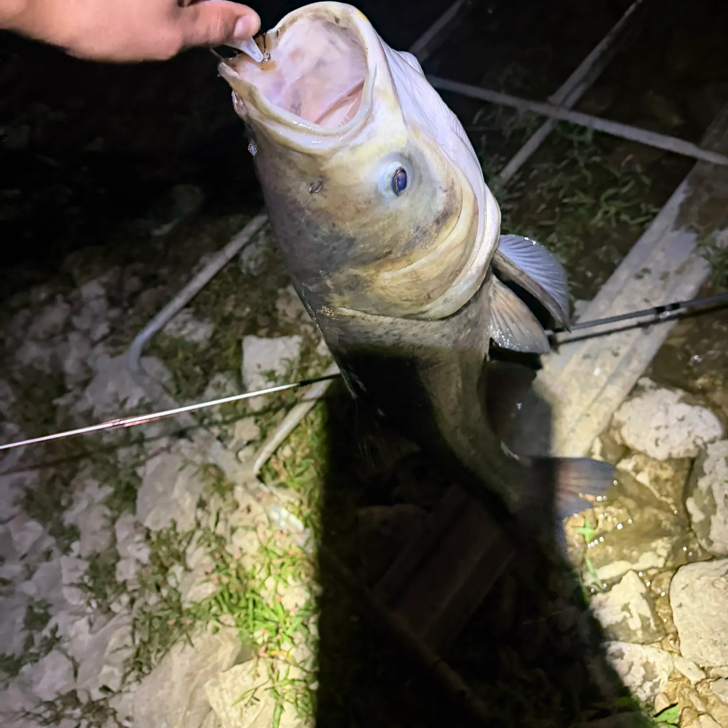 Fish caught on Fishbrain