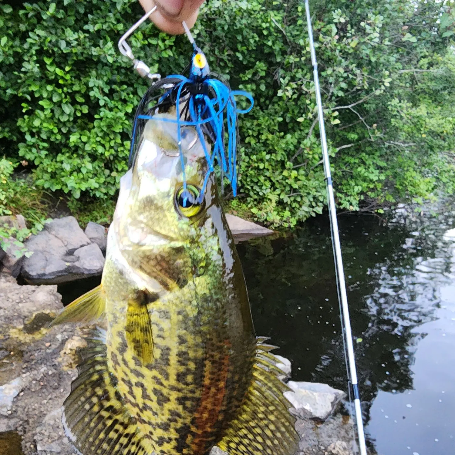 Black crappie caught on Fishbrain
