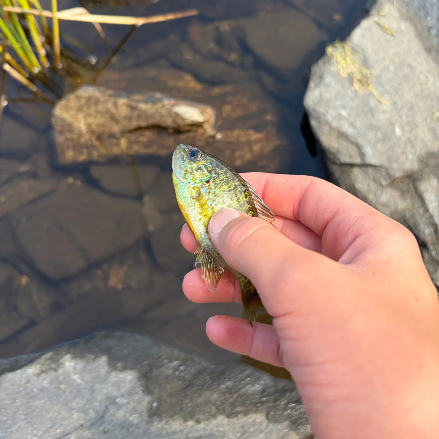 Pumpkinseed caught on Fishbrain