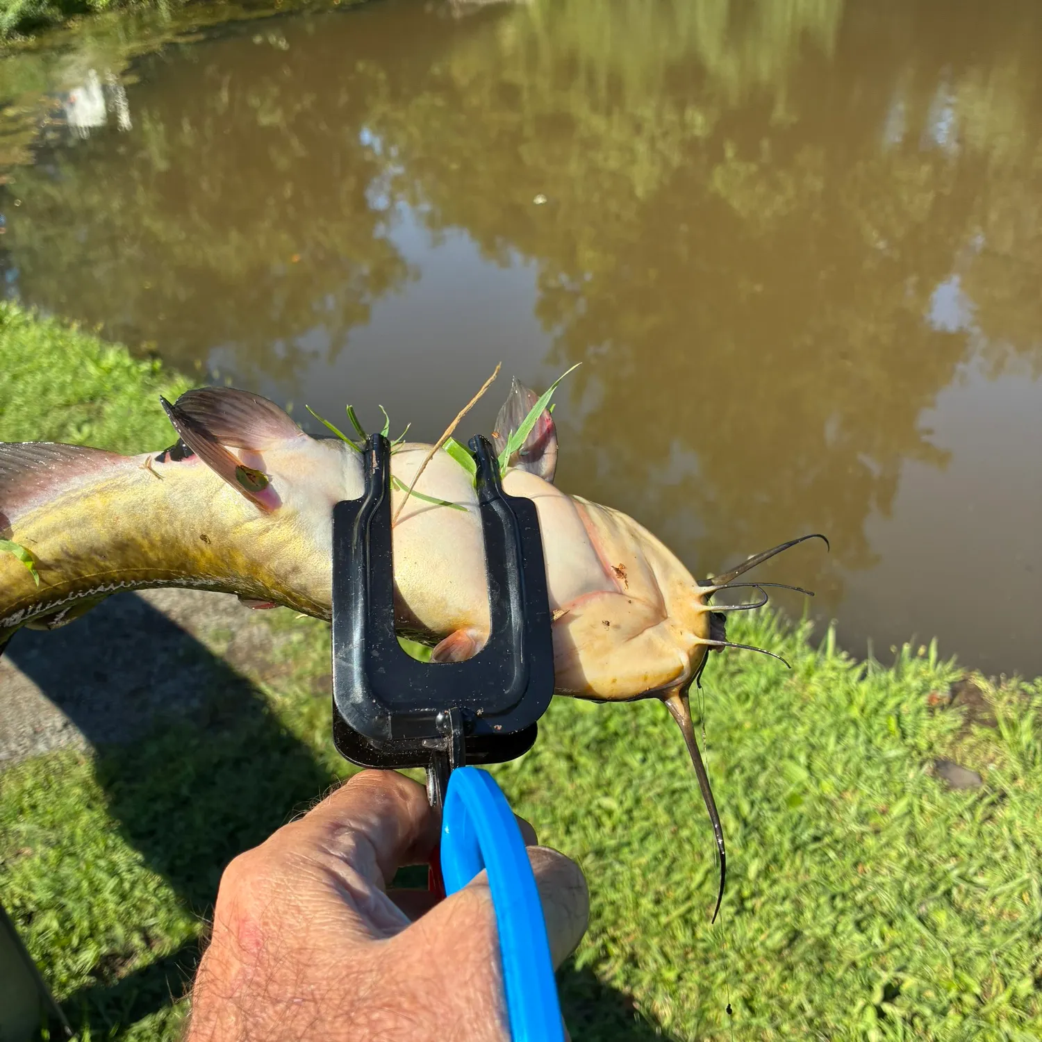 Fish caught on Fishbrain