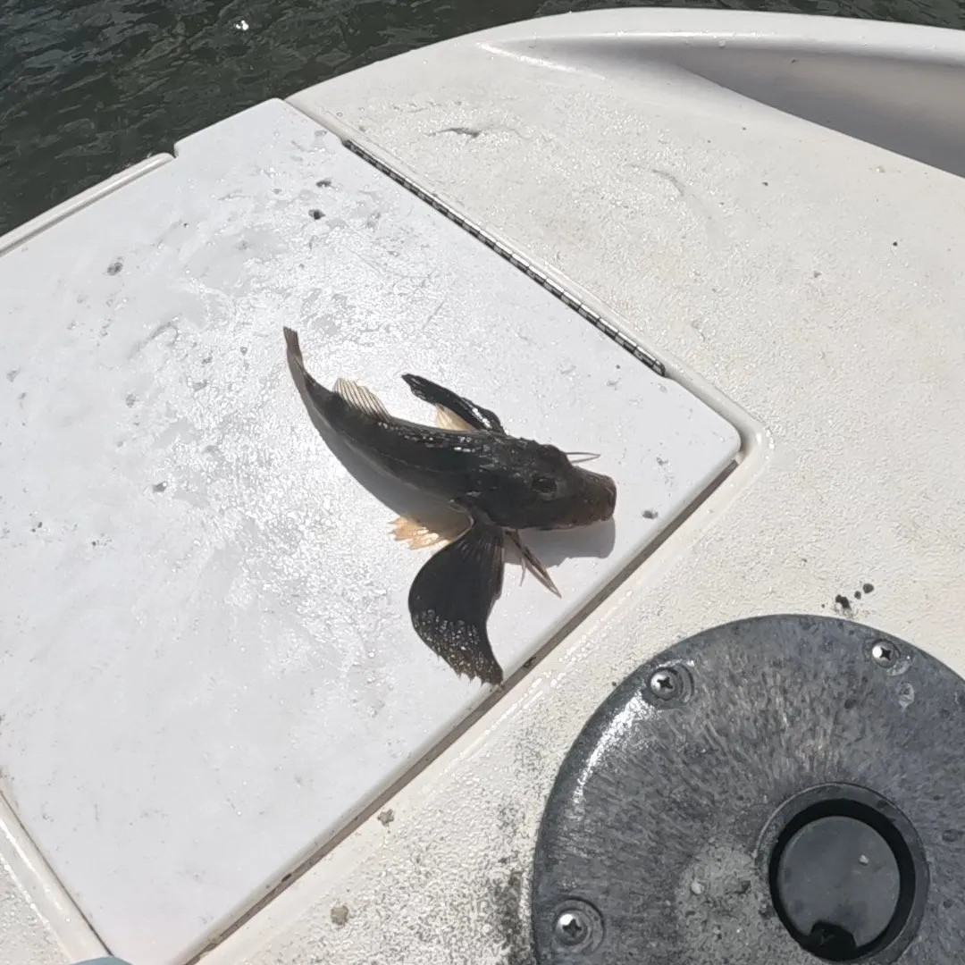 The most recent Bighead searobin catches on Fishbrain