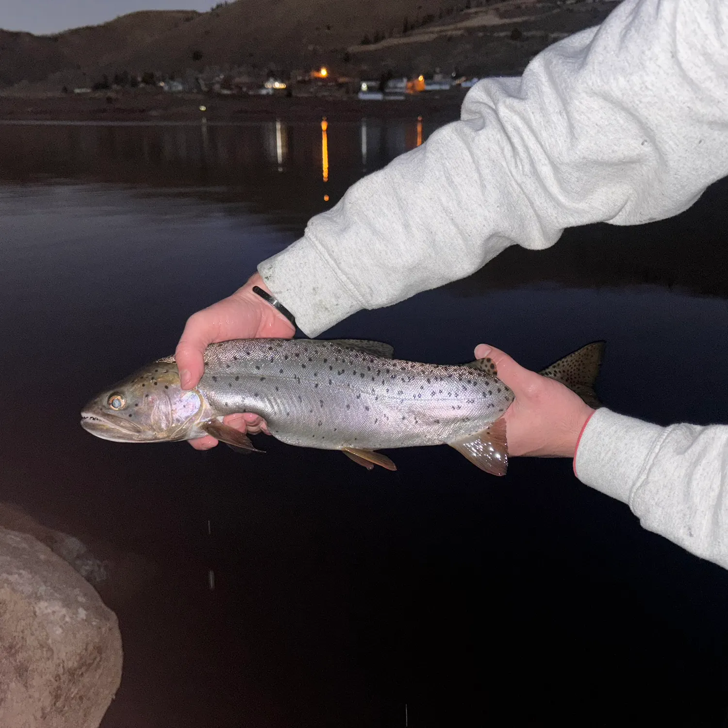The most recent Bear Lake cutthroat trout catches on Fishbrain