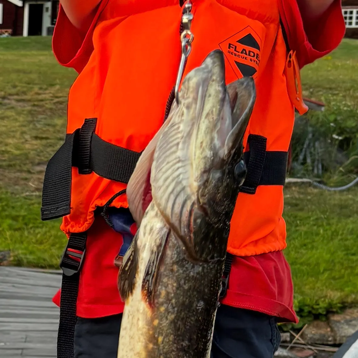 Northern pike caught on Fishbrain