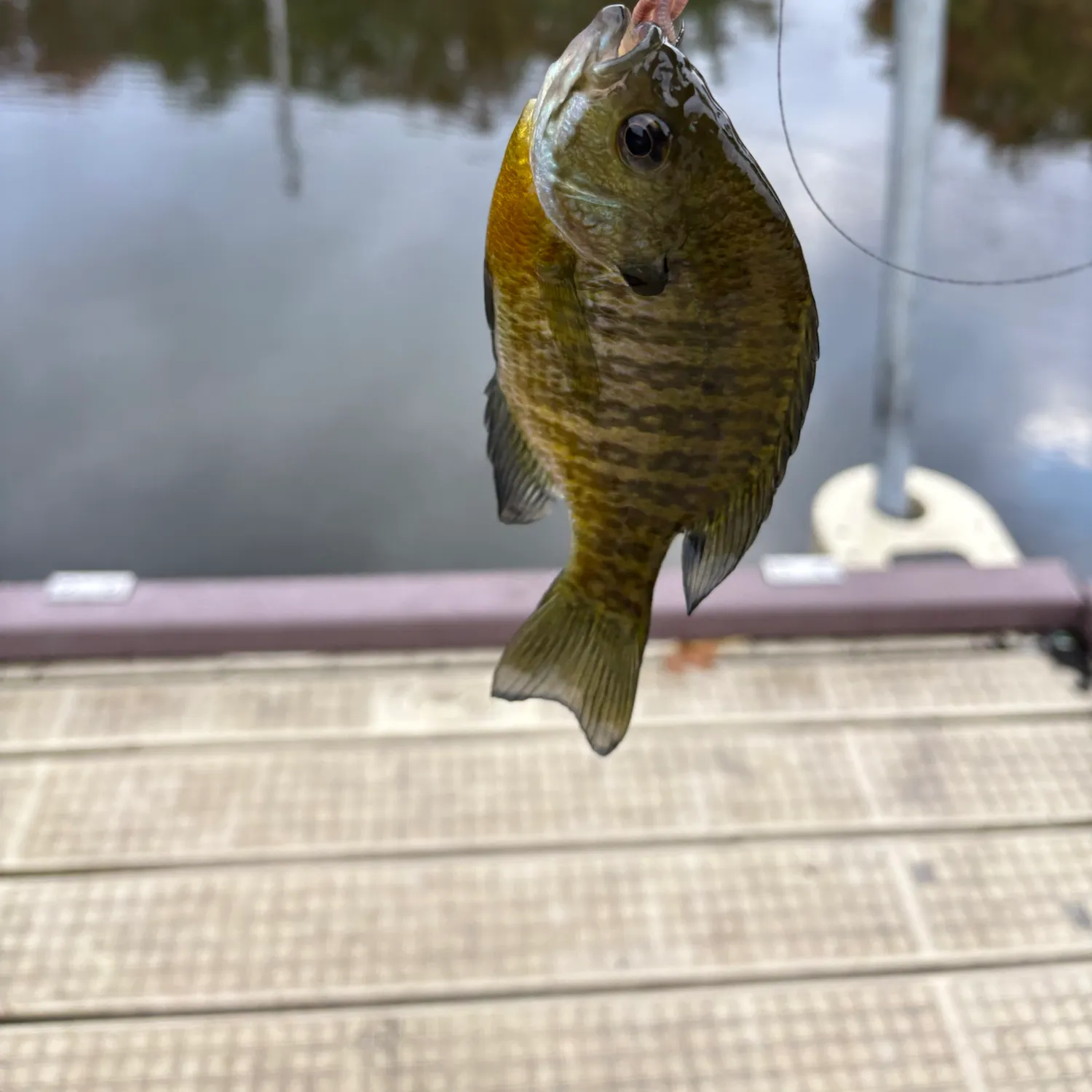 Fish caught on Fishbrain
