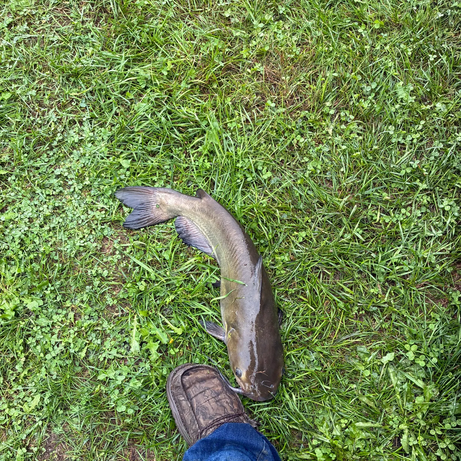 Channel catfish caught on Fishbrain