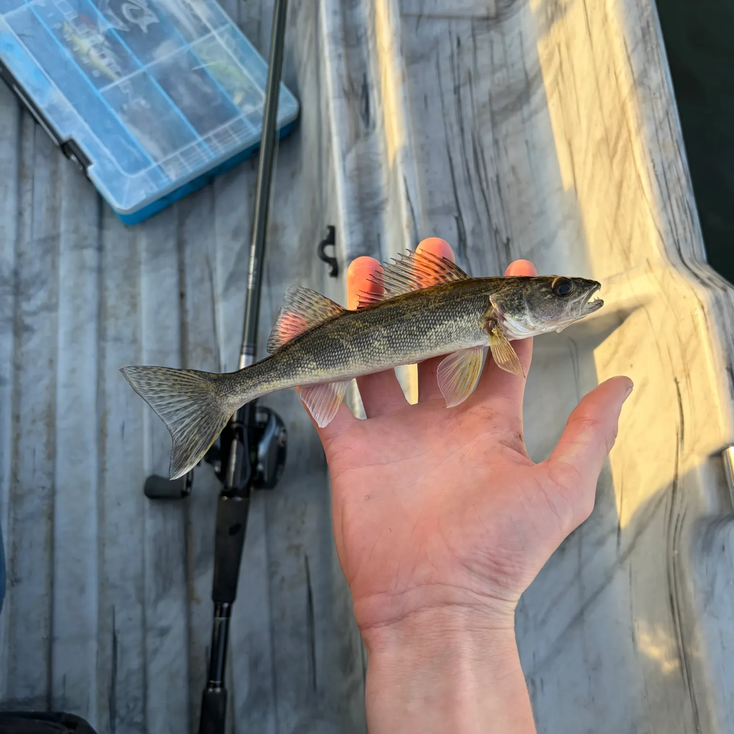 Saugeye caught on Fishbrain