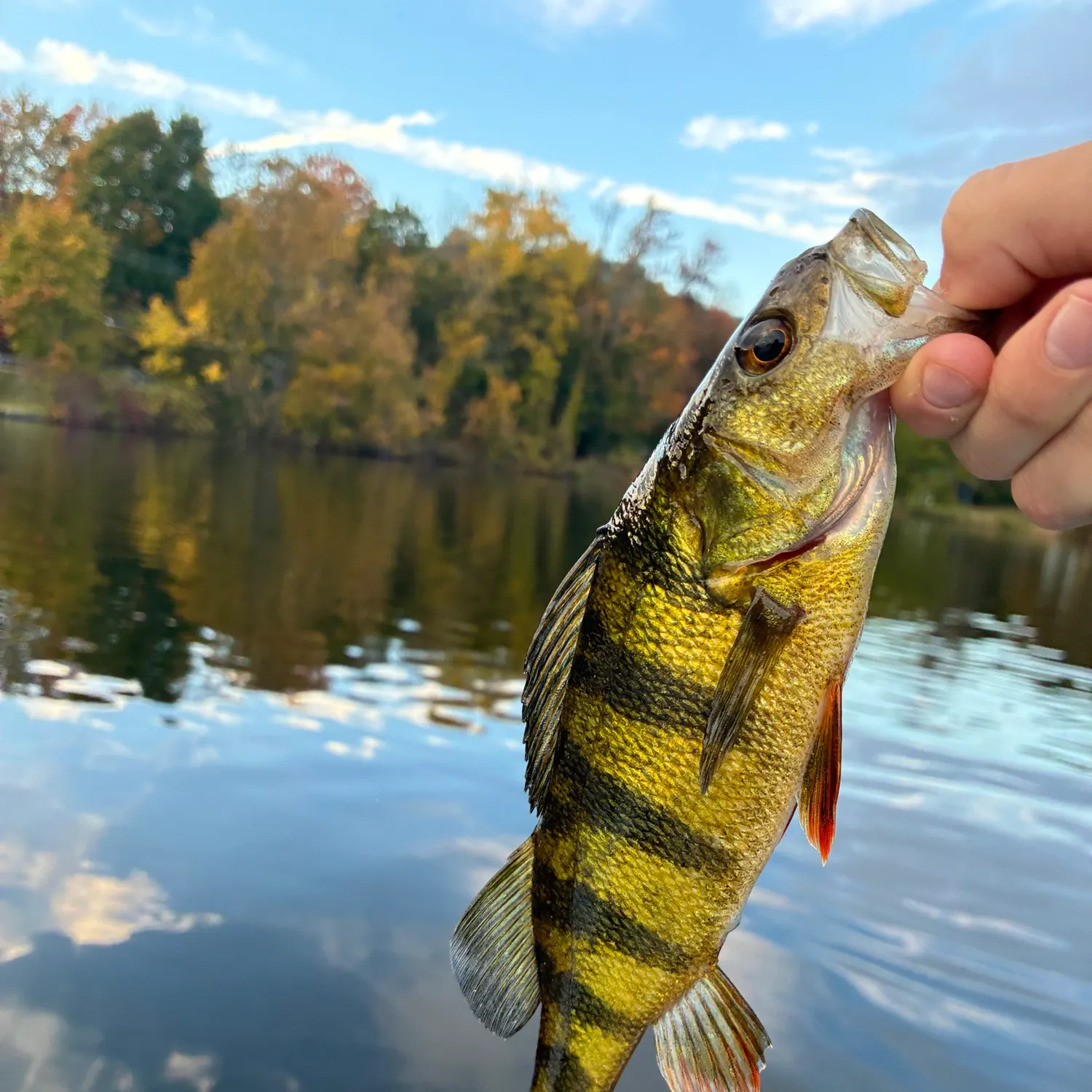 Yellow perch caught on Fishbrain