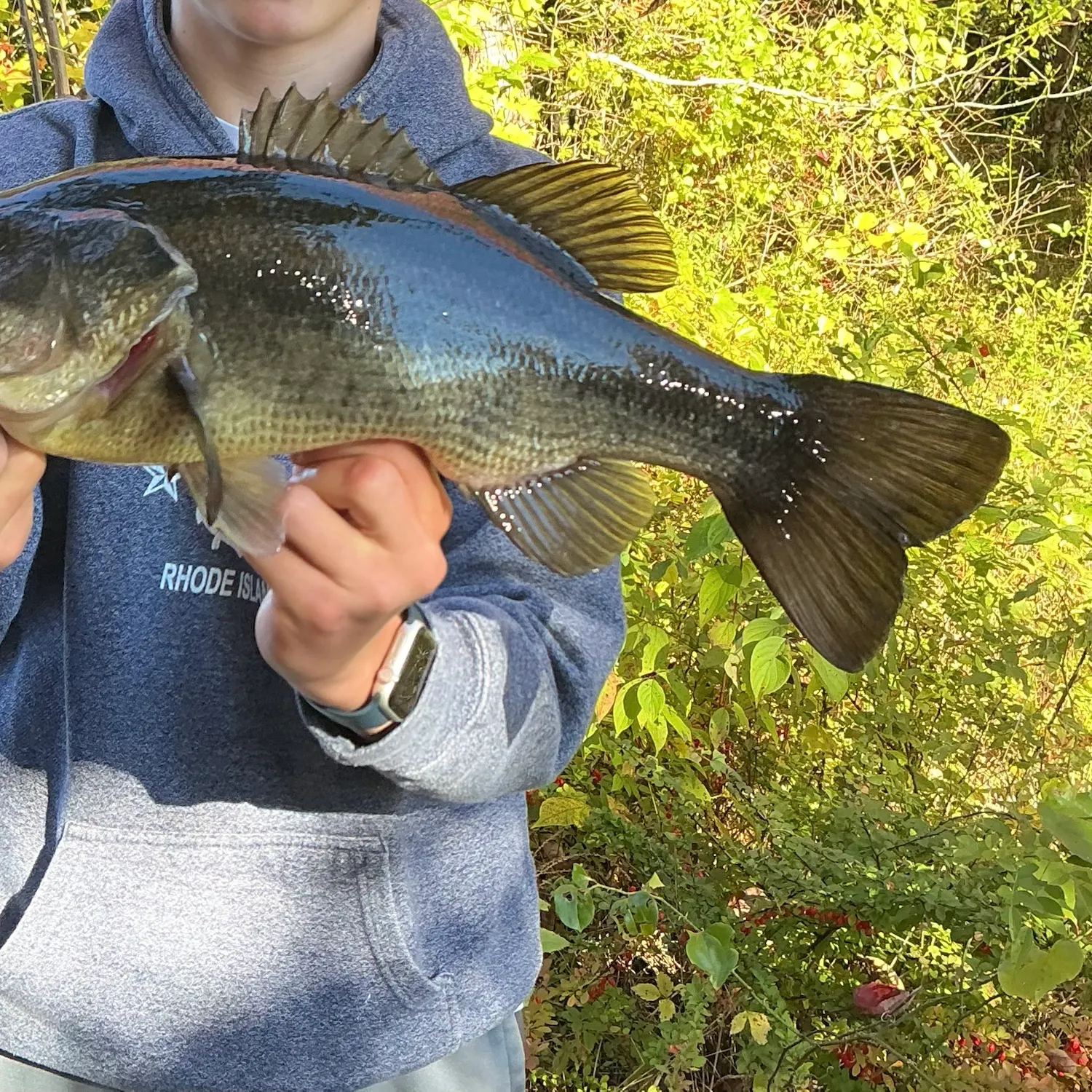 Largemouth bass caught on Fishbrain