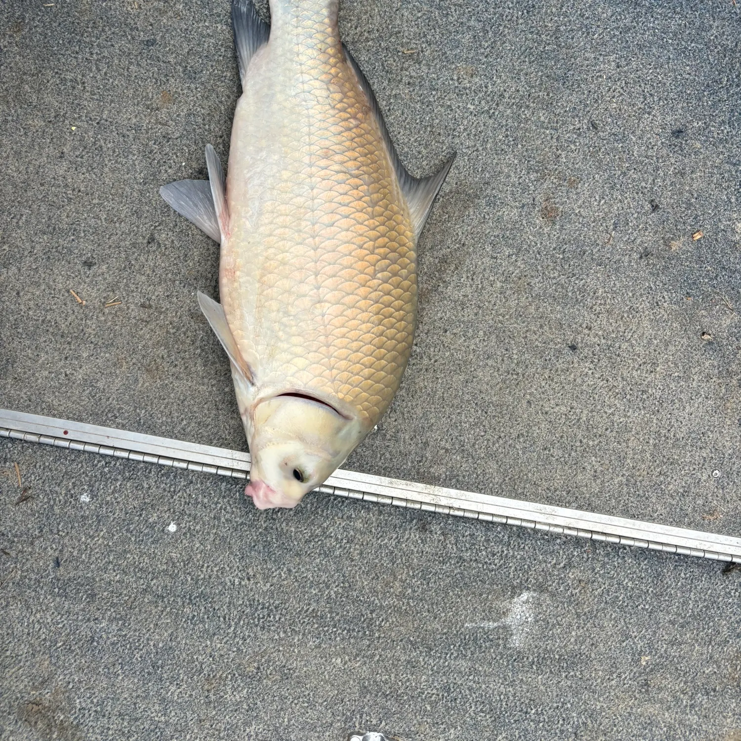 The most recent Smallmouth buffalo catches on Fishbrain