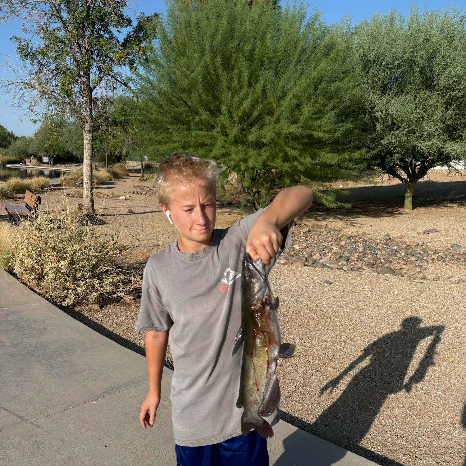 Channel catfish caught on Fishbrain