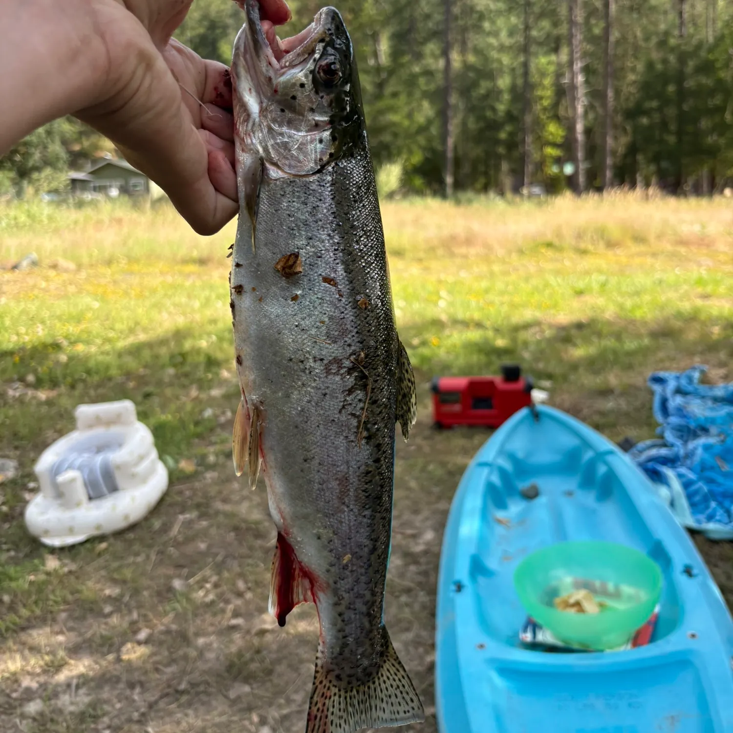The most recent Steelhead catches on Fishbrain