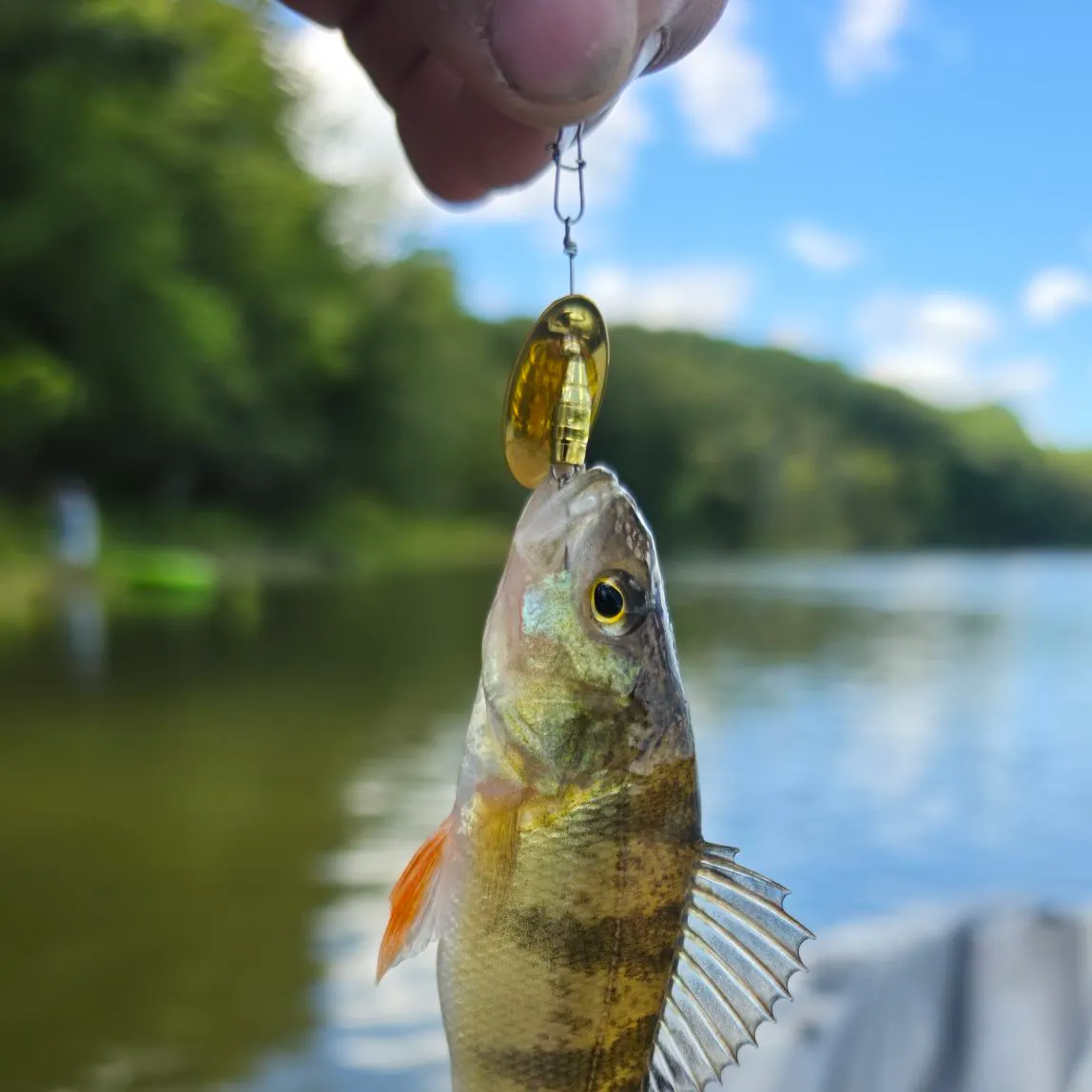 Yellow perch caught on Fishbrain