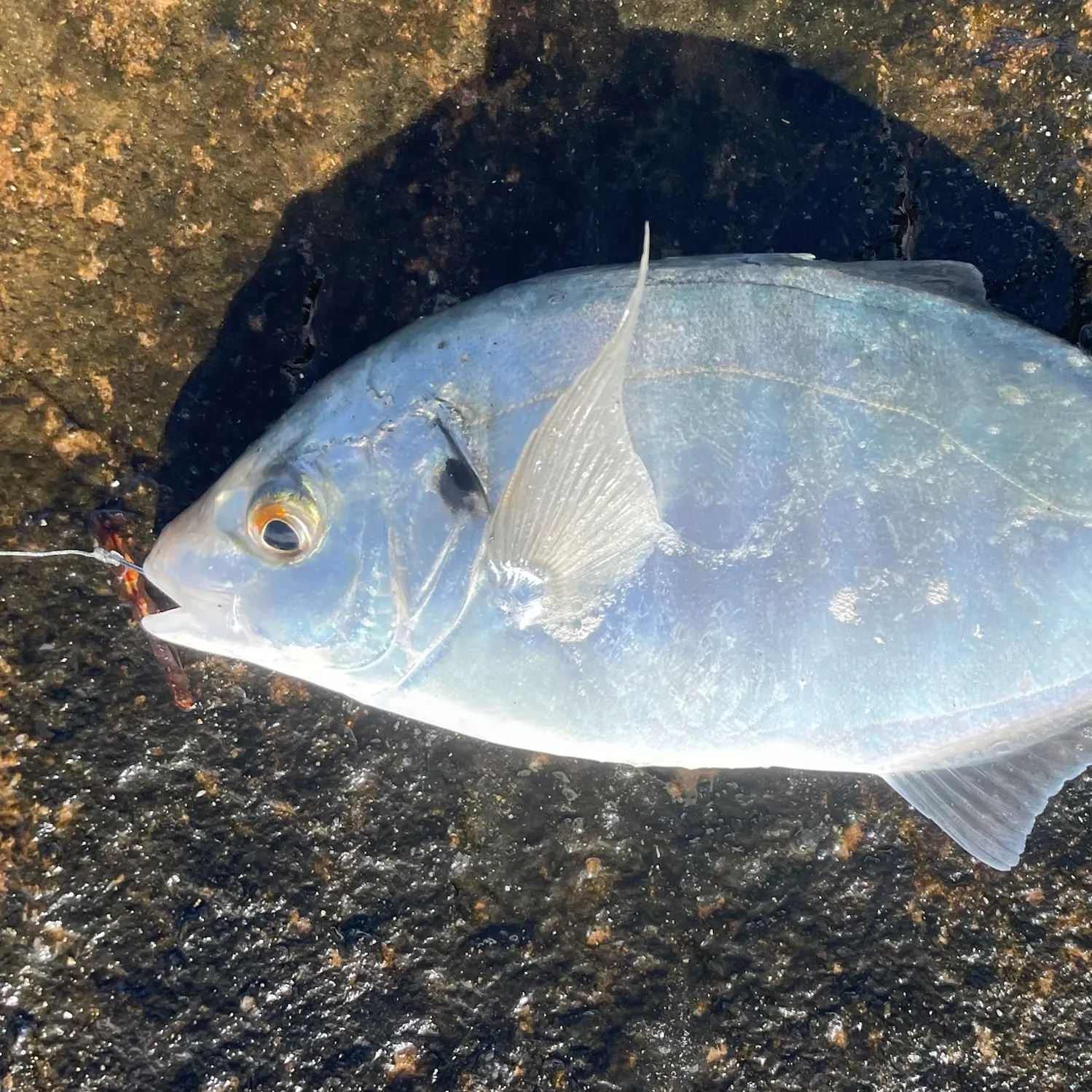 The most recent White trevally catches on Fishbrain