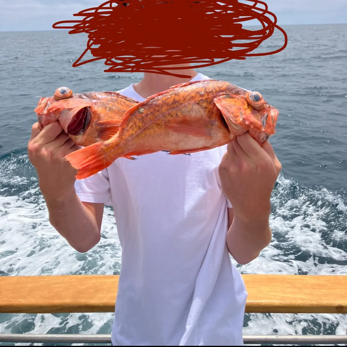 The most recent Canary rockfish catches on Fishbrain