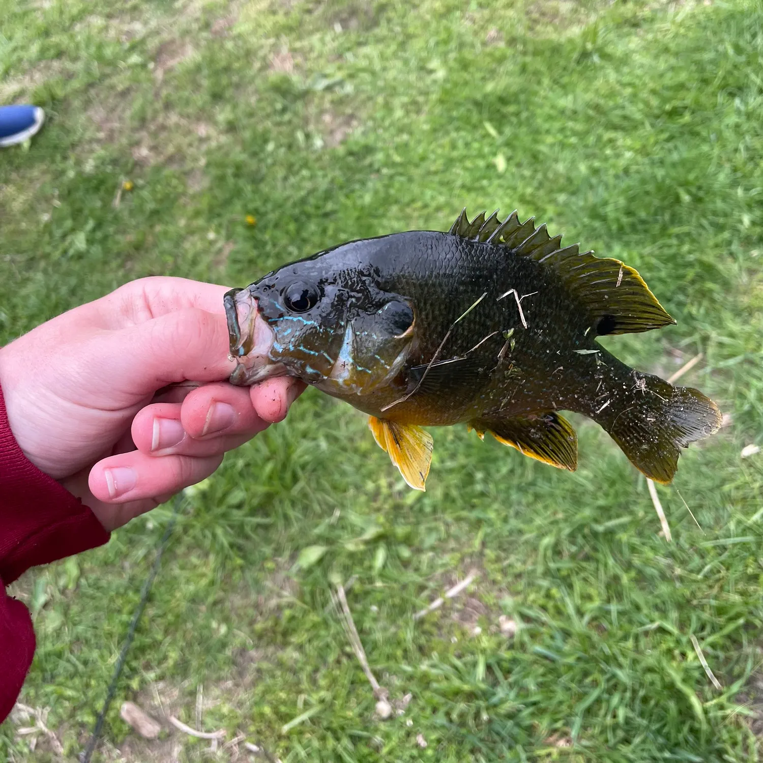 The most recent Wargill hybrid catches on Fishbrain