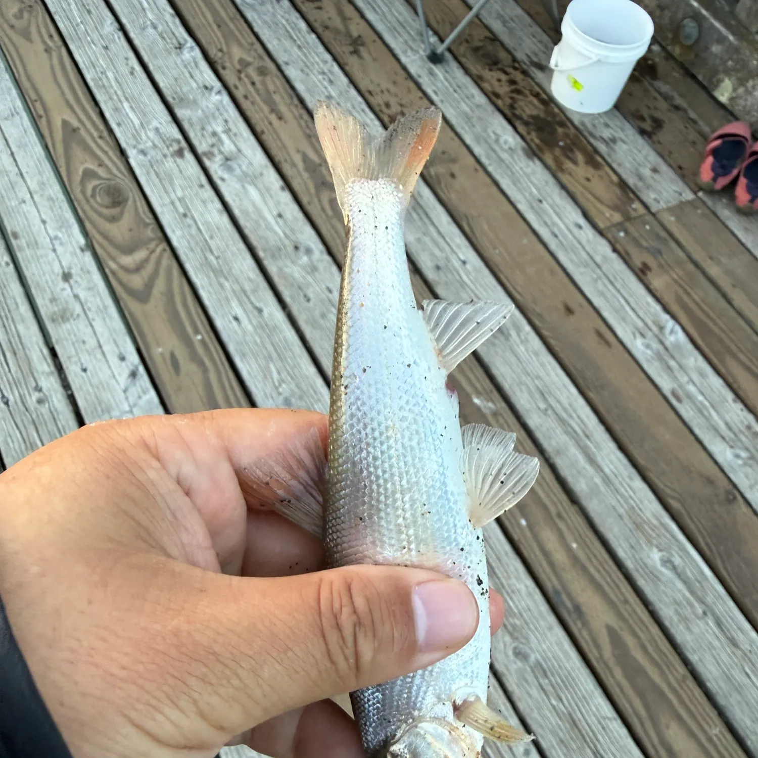 Fish caught on Fishbrain