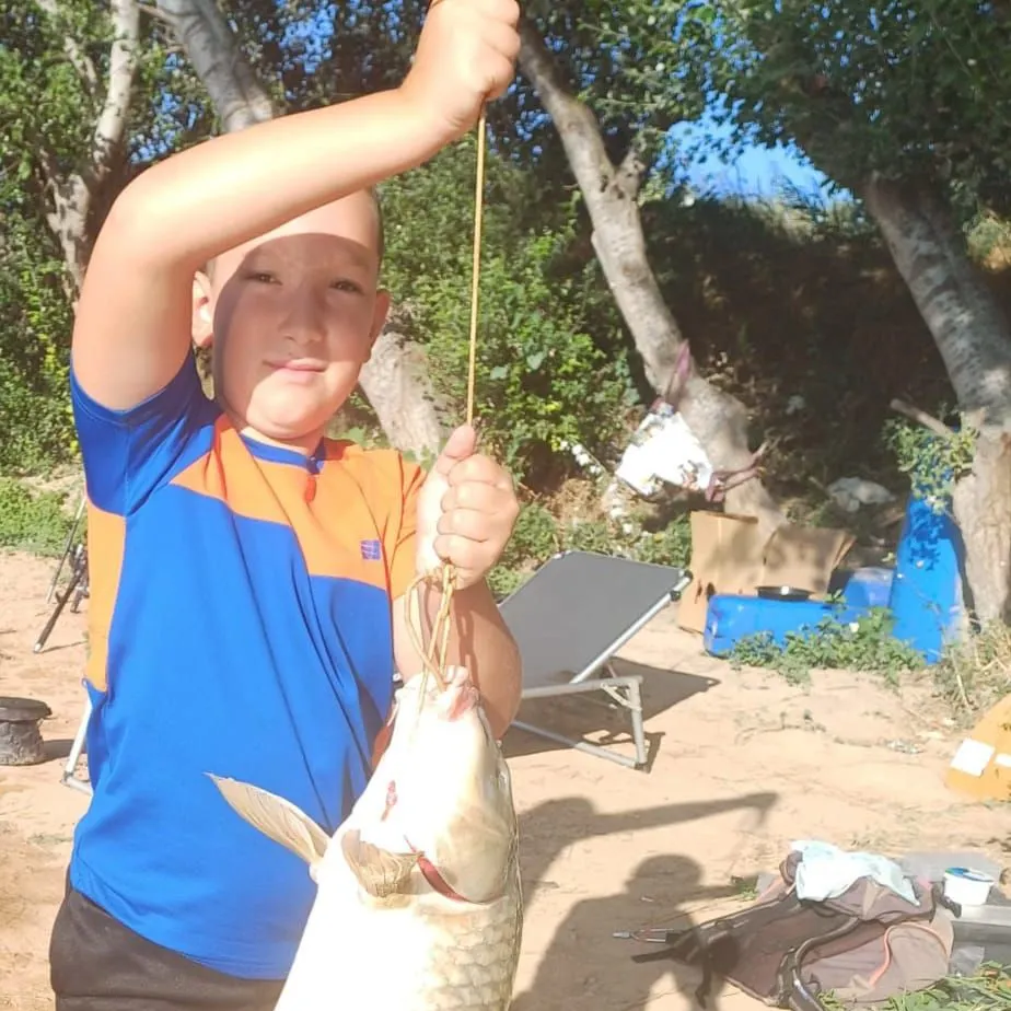 Common carp caught on Fishbrain