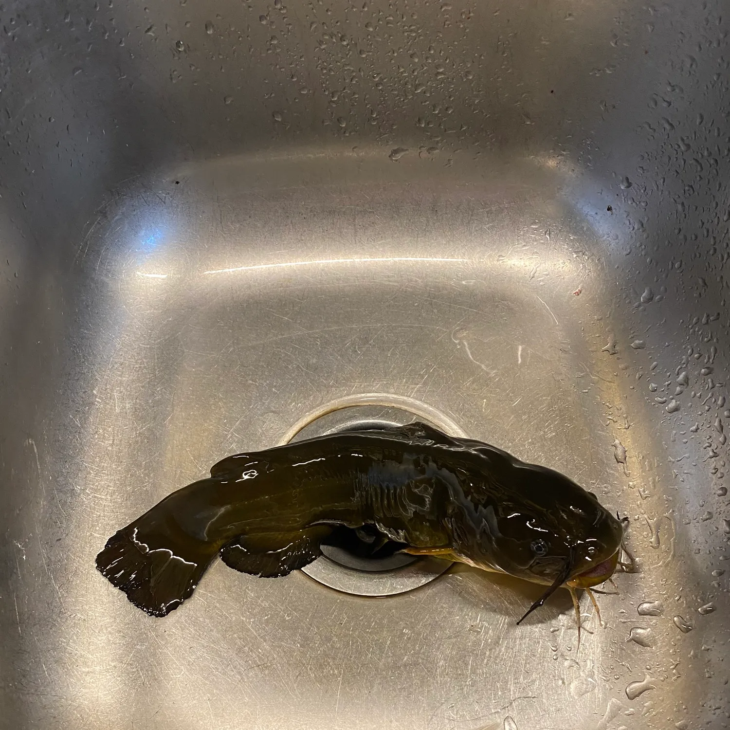 Yellow bullhead caught on Fishbrain