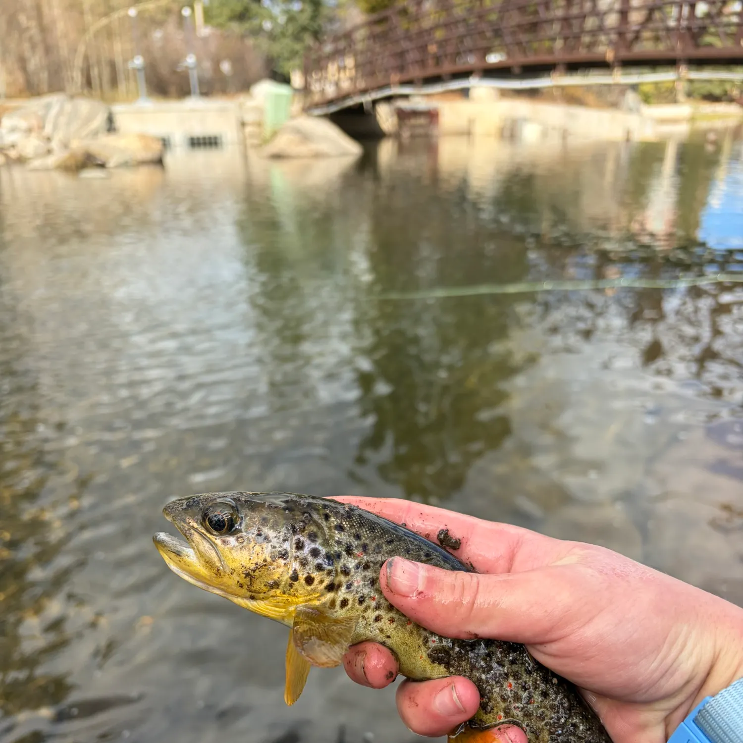 Brown trout caught on Fishbrain
