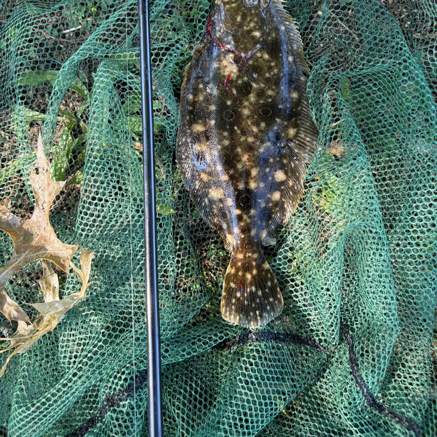 Summer flounder caught on Fishbrain