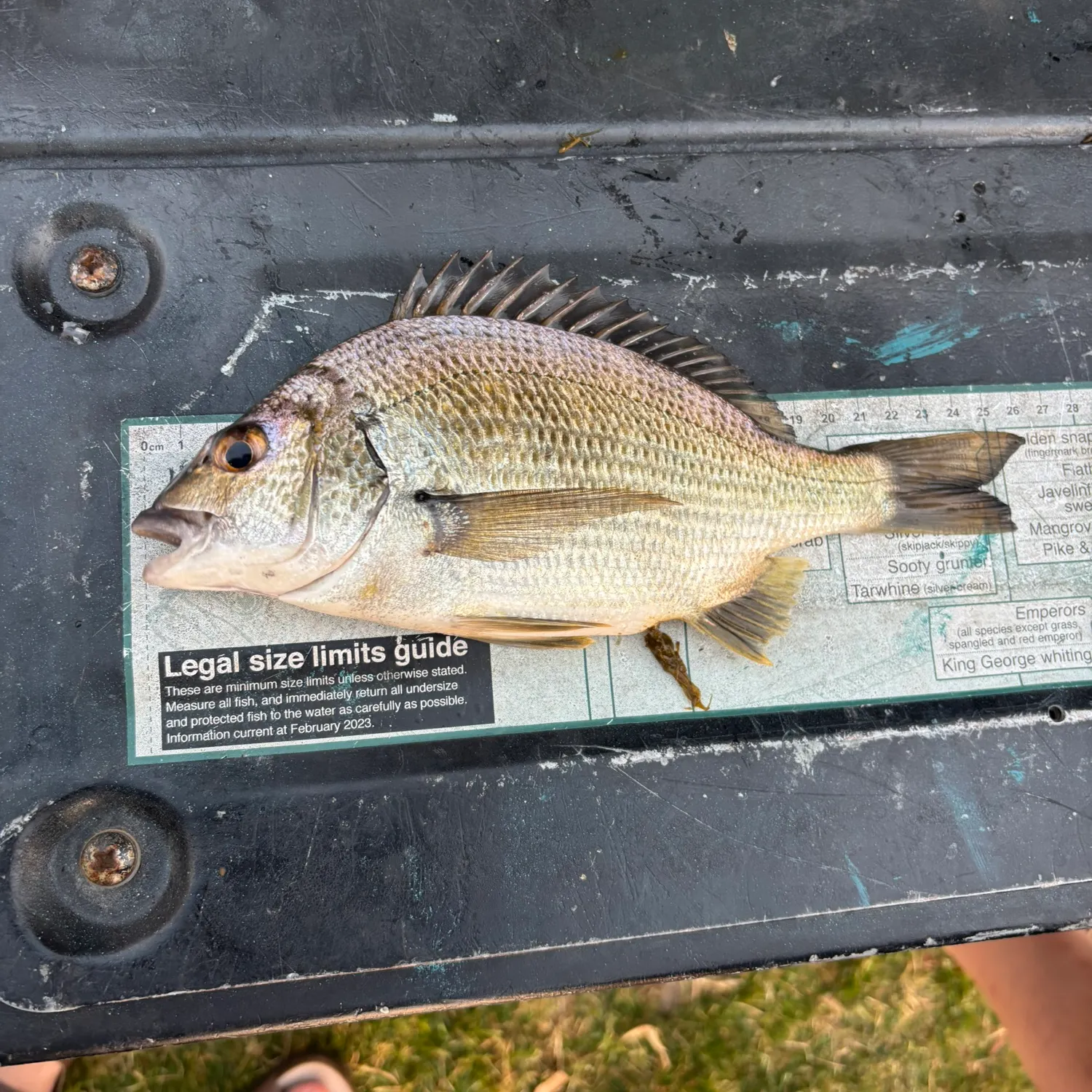 Southern black bream caught on Fishbrain