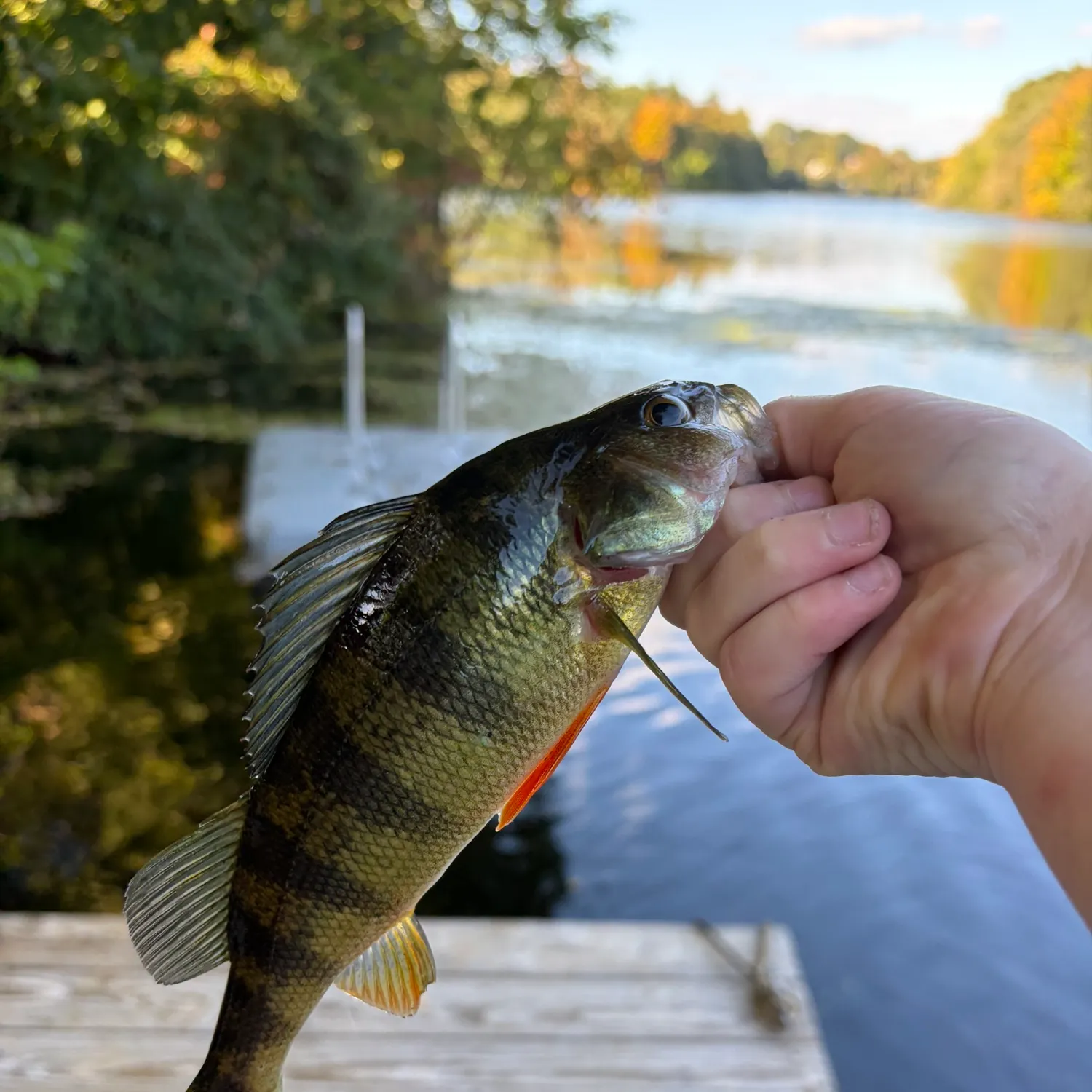 Yellow perch caught on Fishbrain