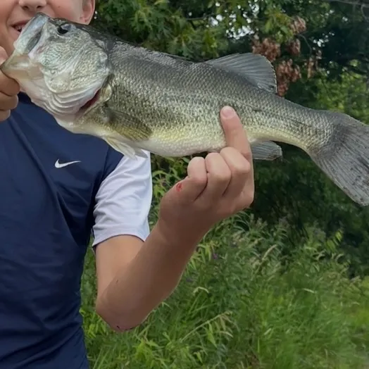 Largemouth bass caught on Fishbrain