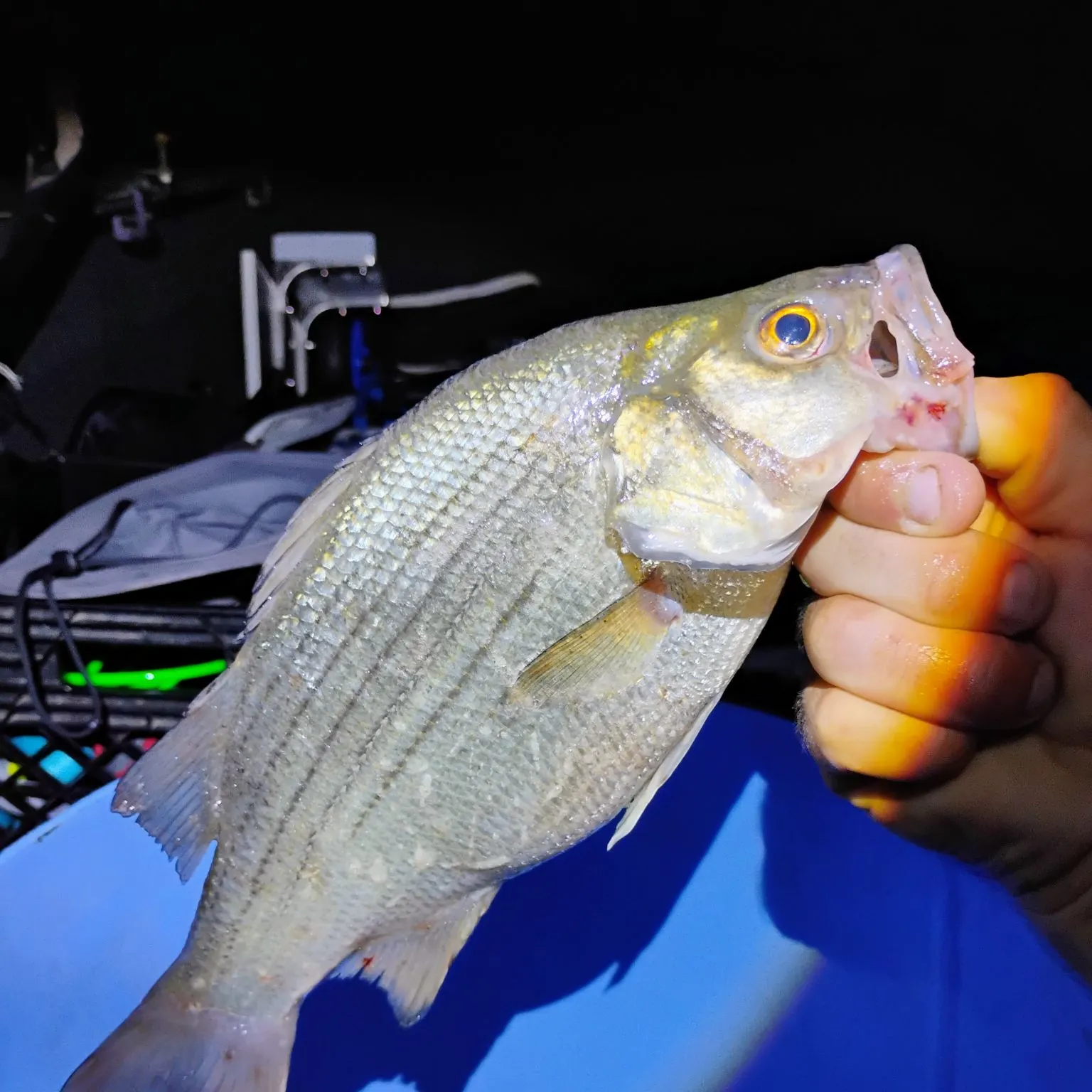 Wiper caught on Fishbrain