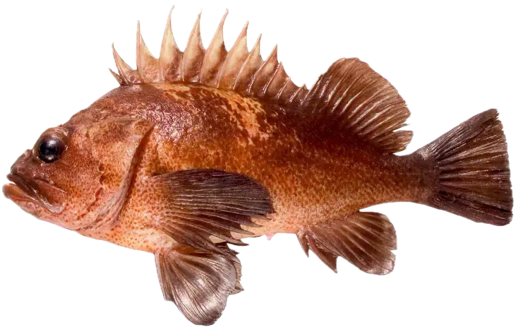 Quillback rockfish
