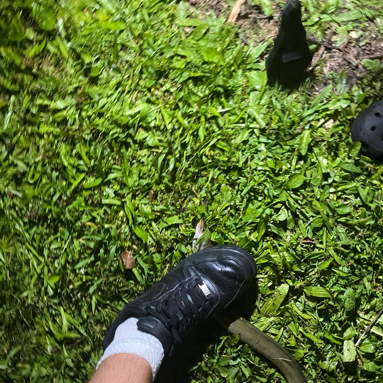 The most recent American eel catches on Fishbrain