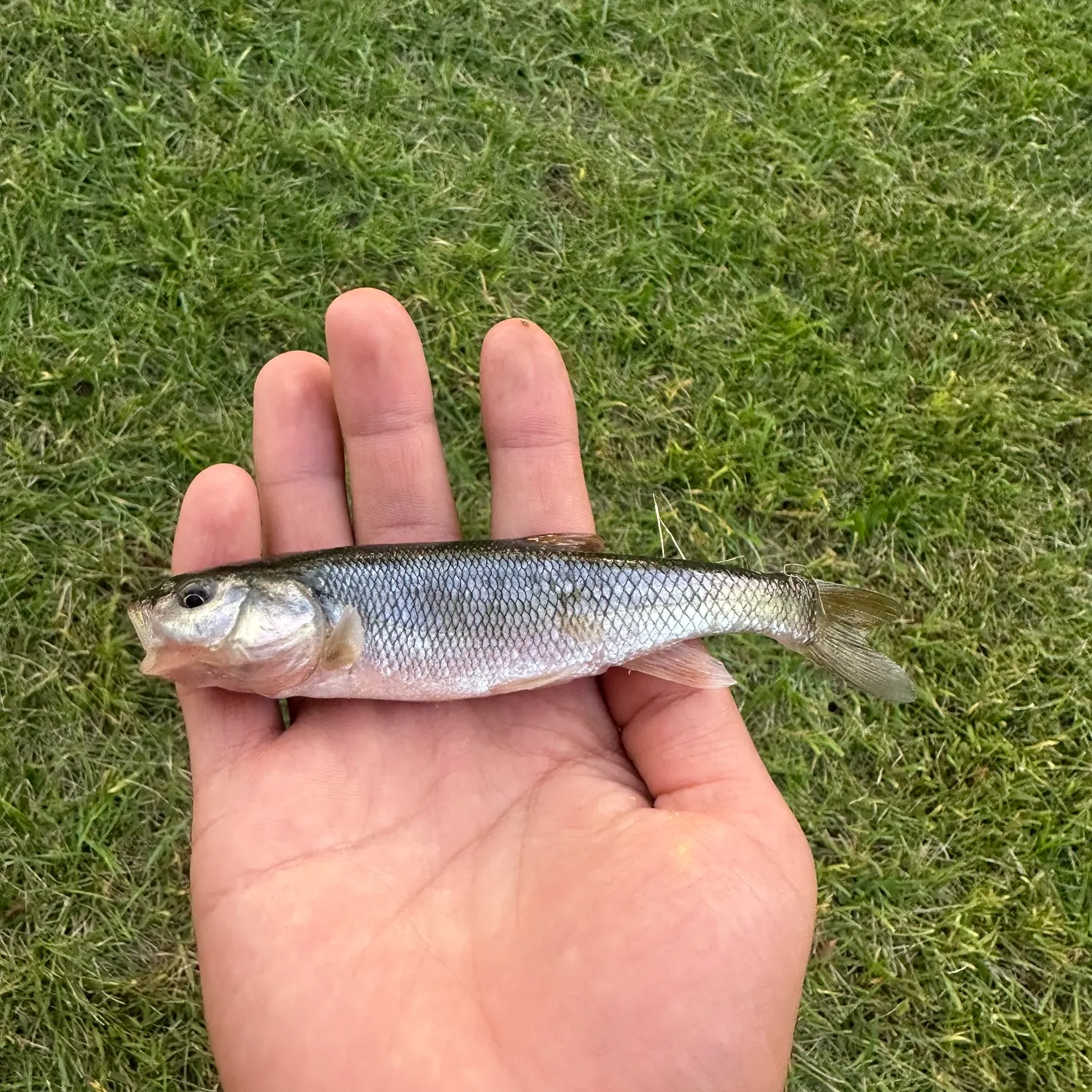 Creek chub caught on Fishbrain