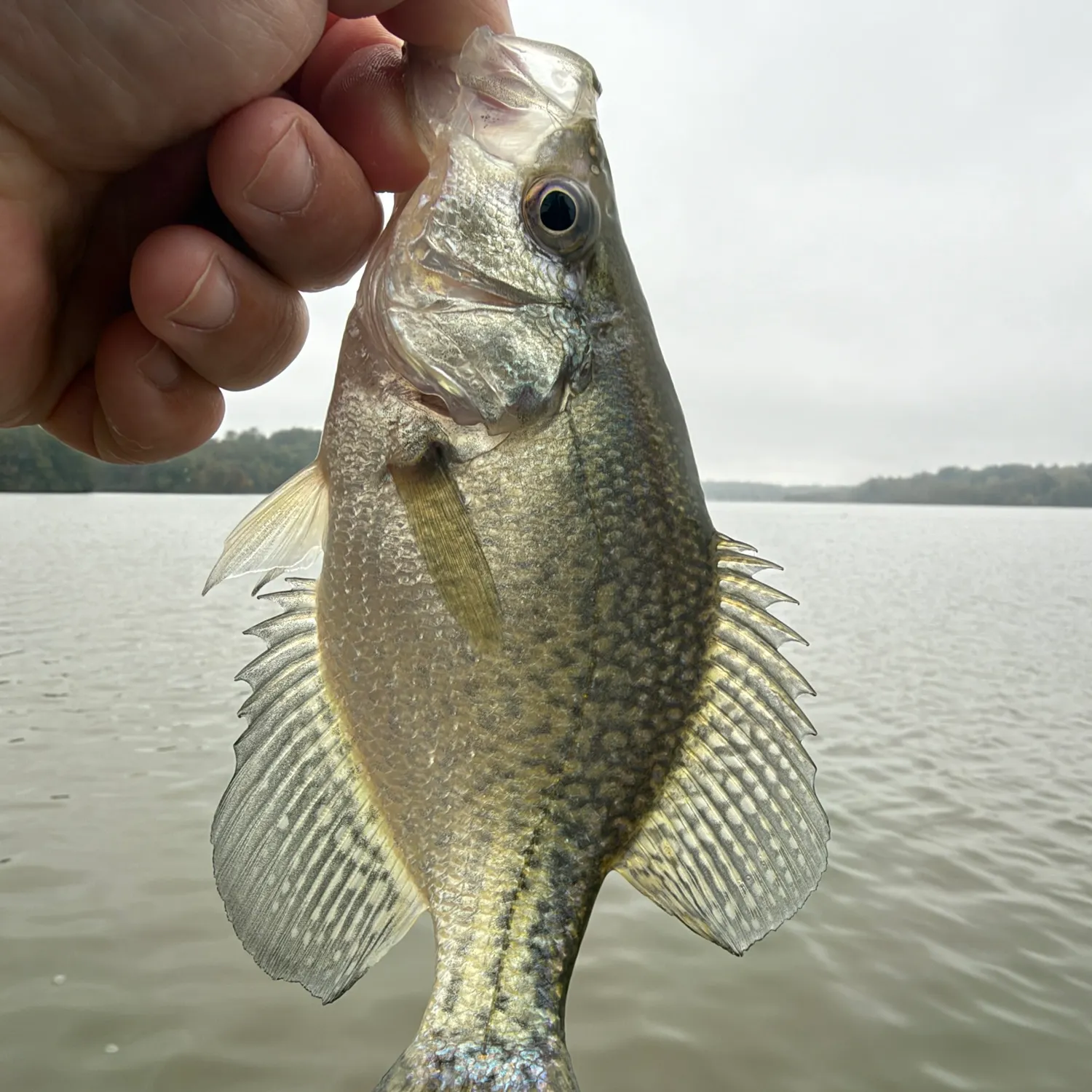 White crappie caught on Fishbrain
